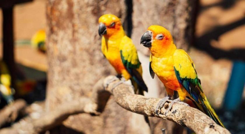 فندق Oyo 966 Boss Khaoyai توي بانبونغْ المظهر الخارجي الصورة